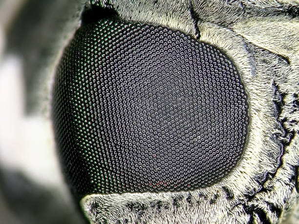 Facet eye of a Mango Tree Borer, Batocera rufomaculata (Coleoptera: Cerambycidae)