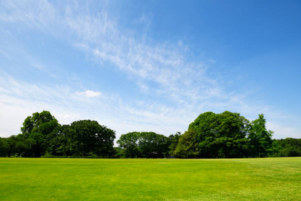 istock Public park in early summer 2157228392