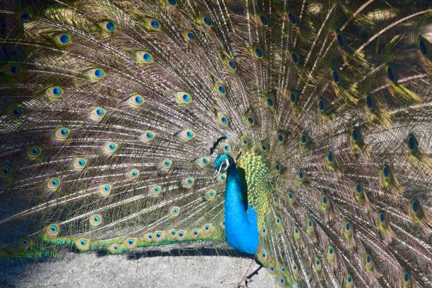 istock male peacock on rhodes, greece 2157229535