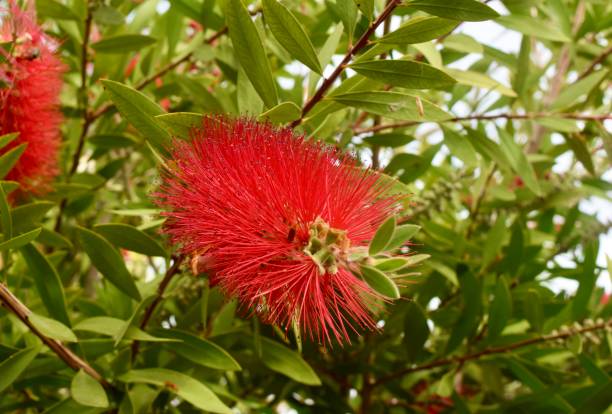 istock crimson bottlebrush, callistimon citrinus 2157229558