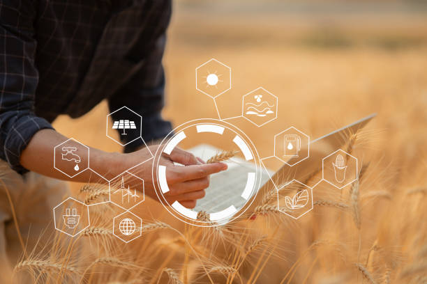 istock Farmer giving advice on wheat work online on tablet in wheat field. 2157229693