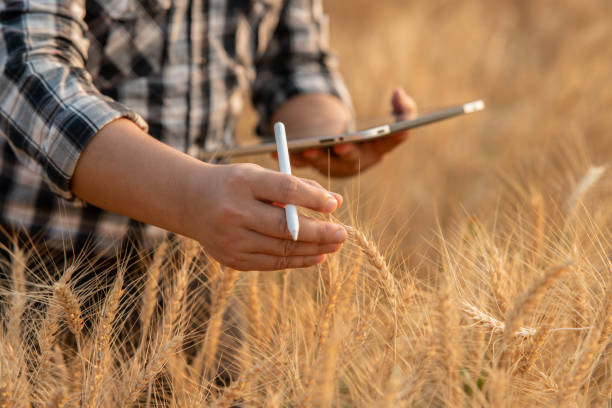 istock Farmer giving advice on wheat work online on tablet in wheat field. 2157229695