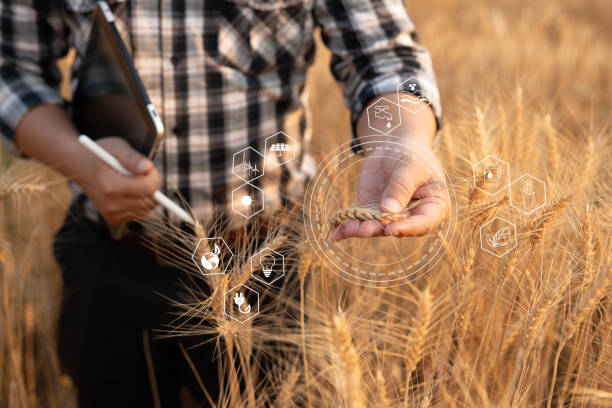 istock Farmer giving advice on wheat work online on tablet in wheat field. 2157229709