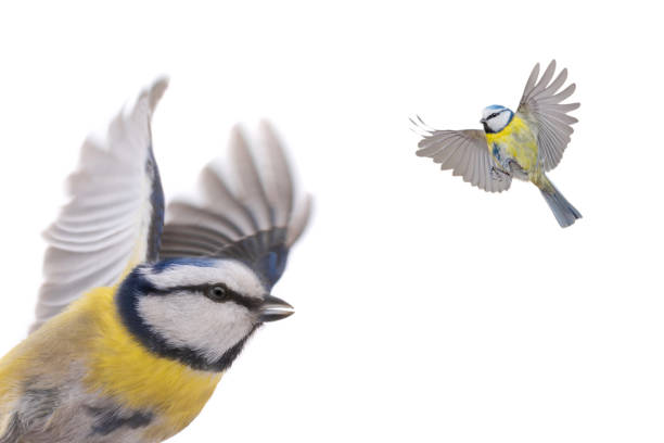 istock blue tit in flight isolated on white background 2157230971