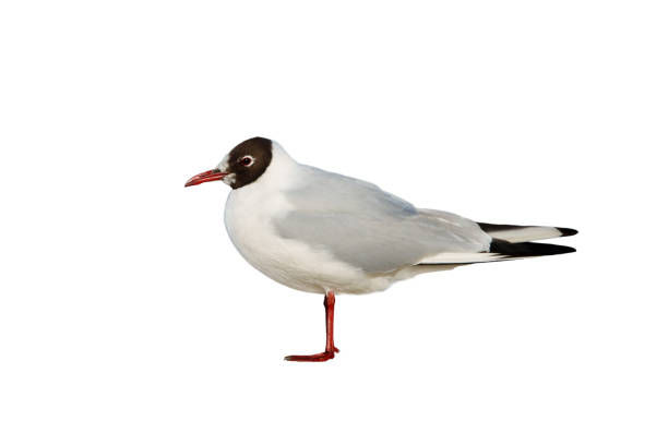 istock patagonia gull (Chroicocephalus maculipennis) isolated on white background 2157230986