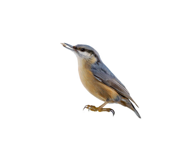istock nuthatch with seed in beak isolated on white background 2157230987