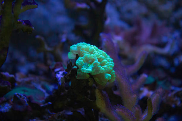 istock tube sponges on a tropical coral reef 2157231189