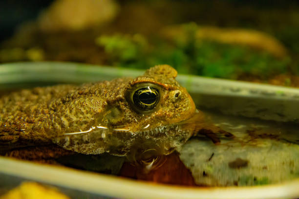 Tropical toad bright eye  Magic eye of tropical frog. Exotic animal closeup. Tropical fauna in zoo or terrarium.