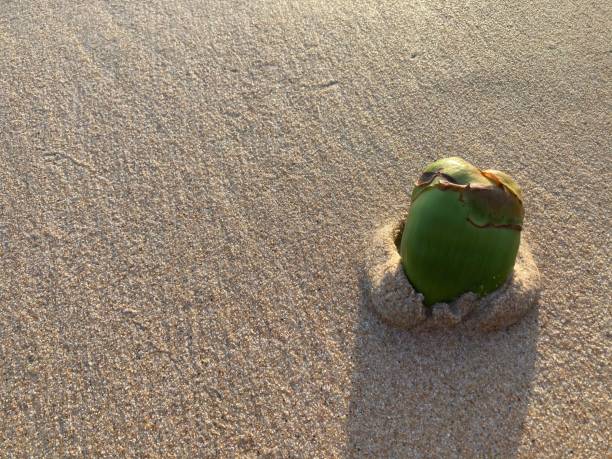 small young coconut on the smooth sandy beach where the evening sun shines with the copy space on the left side of the frame