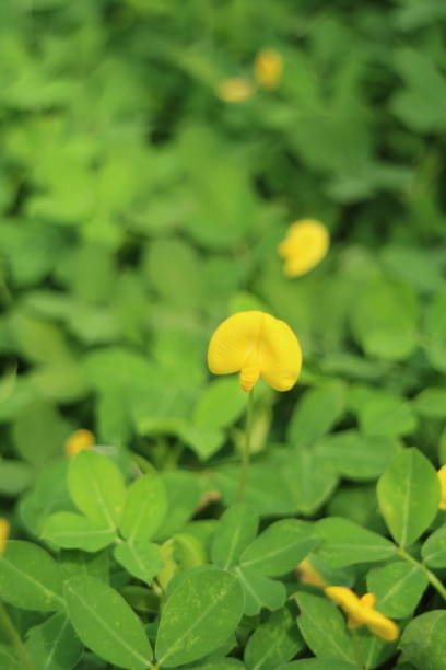 istock Yellow flower with green leaves and bokeh background 2157233528