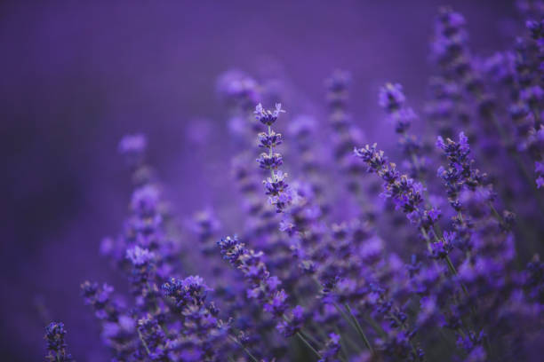 istock Flowers in the lavender fields in the Provence mountains. 2157233834