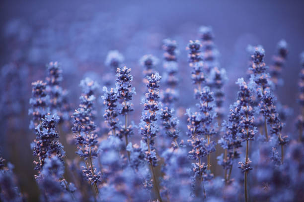Flowers in the lavender fields in the Provence mountains. Panoramic landscape with blooming lavender. Violet background.