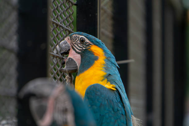 istock large macaw, colorful bird. exotic parrot biting a metal cage with its beak 2157233937