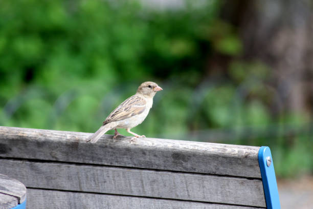 A little house sparrow standing on a bench