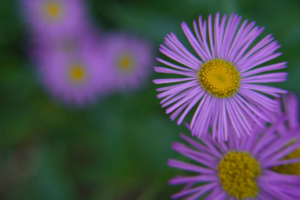 Blue chamomile flowers. Beautiful blue flower on a blurred background. delicate purple chamomile with yellow pollen in the center. Top view, space for text.