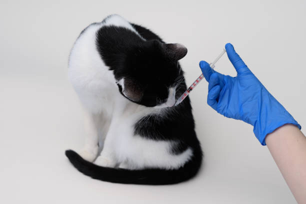 istock A veterinarian holds a syringe with a needle next to a domestic cat 2157238288