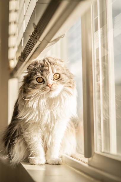 istock Big Round Scottish Fold Cat Sitting in Window Sill Under Blinds 2157238720