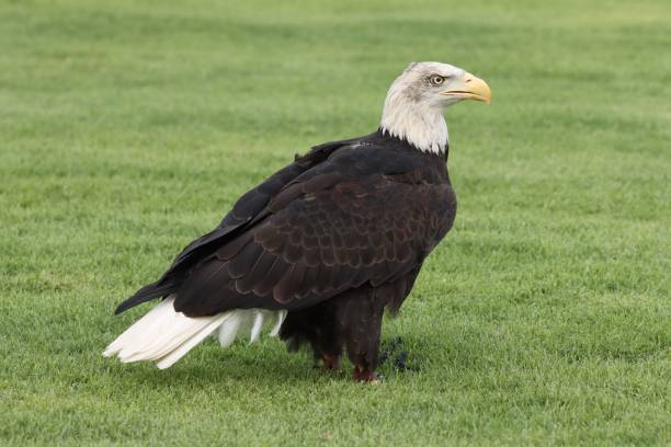 istock Bald eagle standing on green grass in iraq 2157239923