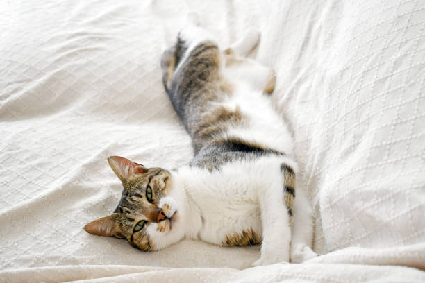 istock Tabby cat lying on the sofa and looking at camera. 2157240226