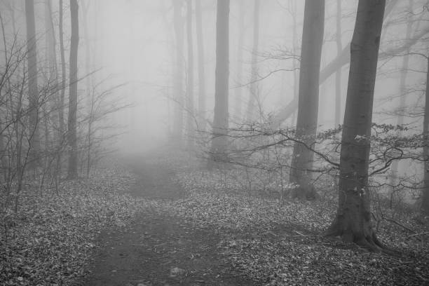 istock The forest in a fog 2157241365