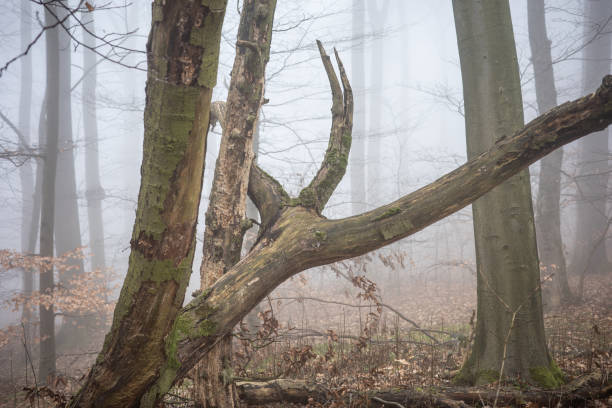 The forest in a fog
