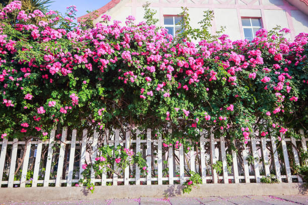 Wooden fence of a country house with red flowers in bloom