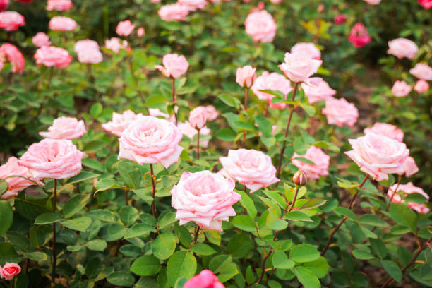 Rose flowers in garden