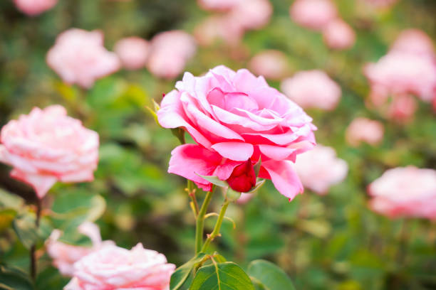 Rose flowers in garden