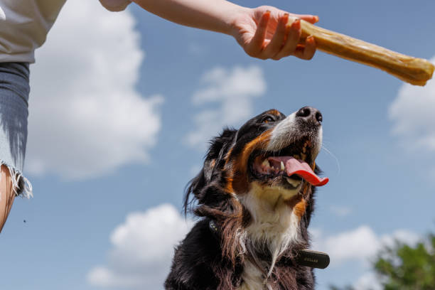 istock A dog cheerfully chews on a gigantic bone provided by its owner on a clear and sunny day outside 2157246481