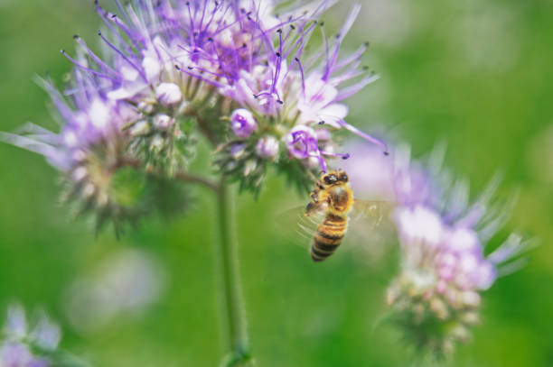 istock Honeybee on lilac flower collecting nectar and pollen 2157248109