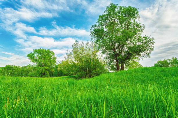 A picturesque green meadow stretches out under a clear sky, framed by a backdrop of towering trees that add depth and tranquility to the natural landscape.