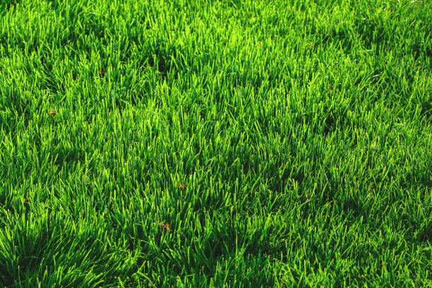 A freshly mowed lawn in the spring presents a lush, green grass background, creating a smooth and even carpet of vibrant greenery. The neatly trimmed blades of grass give off a fresh, green scent, adding to the serene and revitalizing atmosphere of the season.