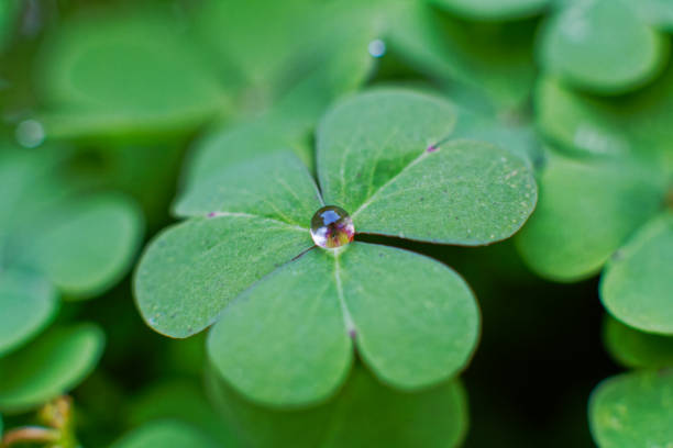 Water droplet moisture on a green leaf fresh nature
