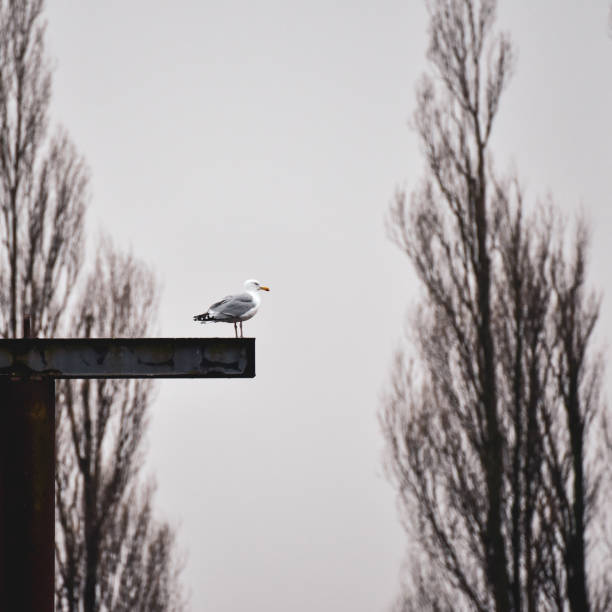 Seagull standing on a steel beam with trees in the background