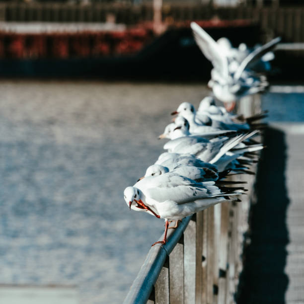 Seagulls on a railing in the harbor