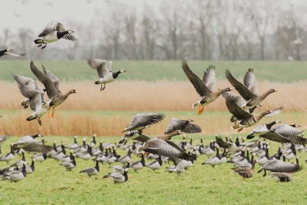 istock a flock of wild geese taking off on a meadow 2157249310