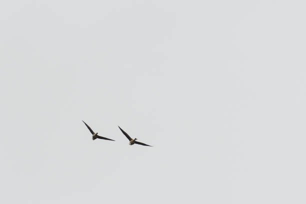 a flock of wild geese in flight against a white background
