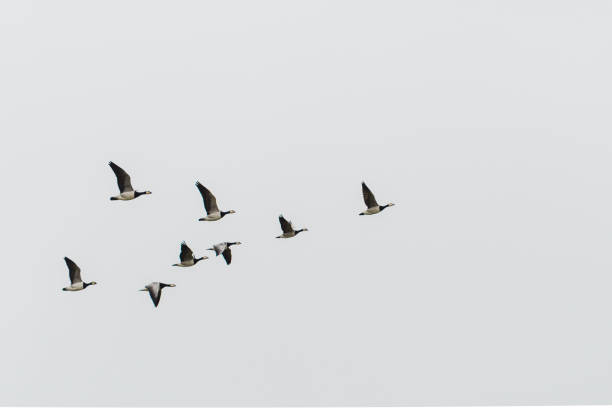 istock a flock of wild geese in flight against a white background 2157249317