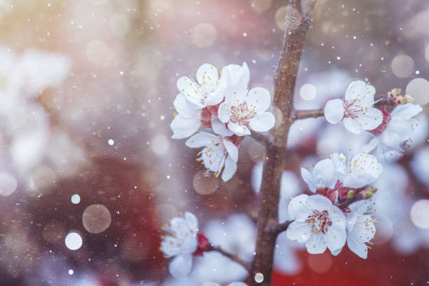 Frost and Spring Snow: Hidden Dangers Threatening Blooming Fruit Trees and Future Harvests.