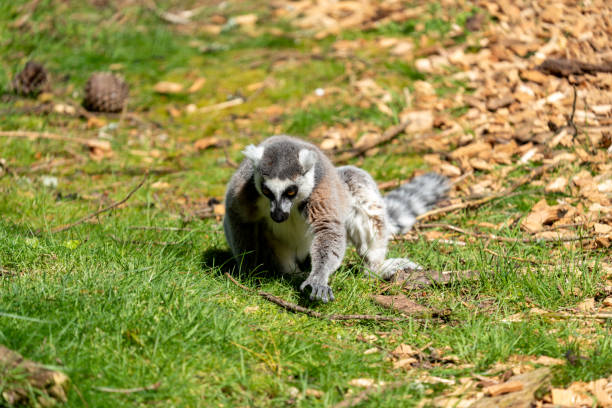 istock Walk in Le Guerno and zoo's visit 2157251822