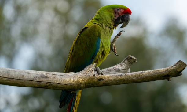 istock Walk in Le Guerno and zoo's visit 2157251849