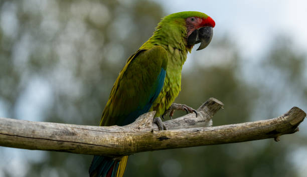 istock Walk in Le Guerno and zoo's visit 2157251857