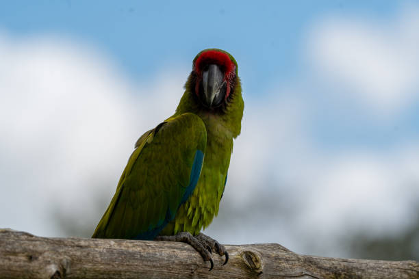 istock Walk in Le Guerno and zoo's visit 2157251861