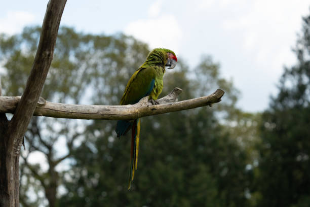 istock Walk in Le Guerno and zoo's visit 2157251867