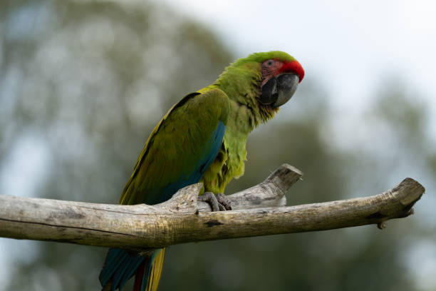 istock Walk in Le Guerno and zoo's visit 2157251872