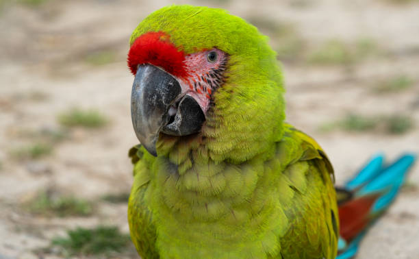 istock Walk in Le Guerno and zoo's visit 2157251879
