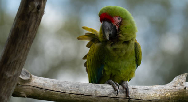 istock Walk in Le Guerno and zoo's visit 2157251881