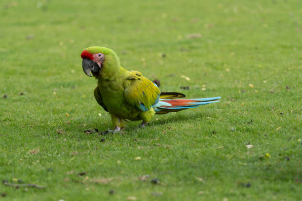 istock Walk in Le Guerno and zoo's visit 2157251889