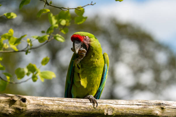 istock Walk in Le Guerno and zoo's visit 2157251902