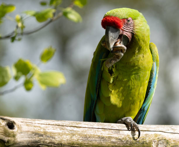 istock Walk in Le Guerno and zoo's visit 2157251903